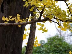 -上海佘山国家森林公园天马山园