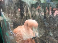 -ZOO COFFEE动物园咖啡(红山森林动物园店)