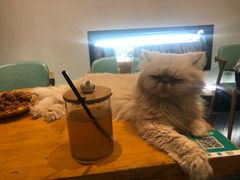 -猫色咖啡·猫咖