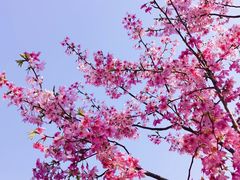 -顾村公园