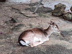 -泉州海丝野生动物世界