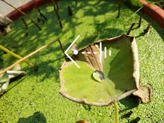 -星巴克(扬州珍园店)