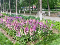 -石家庄市植物园