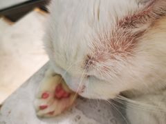 -飞行喵MR PILOT|猫舍·猫咖(静安大融城店)