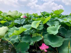 -荷塘月色湿地公园·向阳花洲