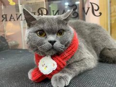 -车接车送·寄养洗护·德文猫舍(大宁店)