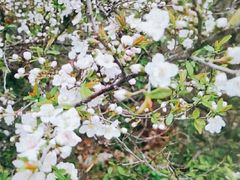 -镇江市南山风景名胜区竹林景区