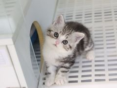 -lincat·猫舍(广州店)