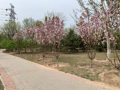 -永定河休闲森林公园