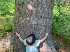 -五营红松林海景区