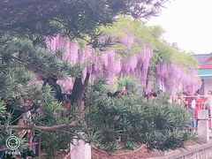 -嘉定紫藤园
