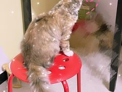 目不转睛看着蛋糕-派悦坊·甜品·蛋糕(日坛店)