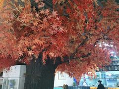 -雲蜀龙阁·金牌水煮鱼(方庄店)