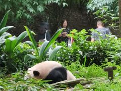-都江堰中华大熊猫苑