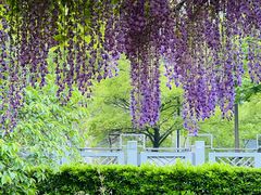 -嘉定紫藤园