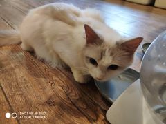 -more than meow吴止猫主题餐厅(承德 中船汇店)