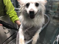 -PETKIT 小佩宠物·德文赛凯猫舍