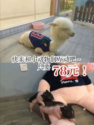 -Moni星球萌宠·小马宝莉·灵蛇·高端高阶全萌宠互动体验俱乐部(红豆国际广场店)