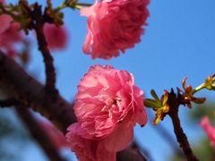 -天适樱花悠乐园