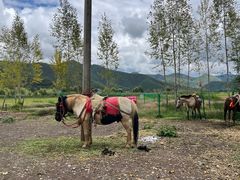 -泸沽湖国家级风景名胜区走婚桥