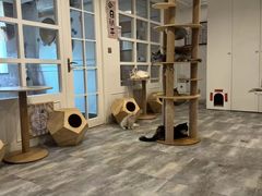-楼上猫咖(罗湖店)