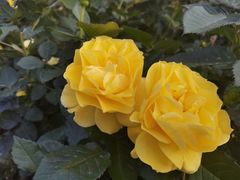 -人民公园(罗湖区)