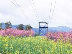 -天适樱花悠乐园