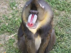 -大连森林动物园