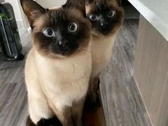 -小猫来了·猫舍(红山六九七九店)