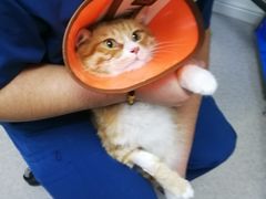 -喜多萌中农锦绣动物医院24H·猫科·牙科MRI·CT