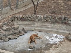 -石家庄市动物园