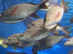 -太平洋海底世界