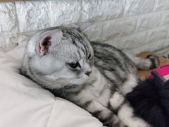 -平行世界·猫咖(首经贸店)