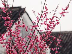 -艺圃
