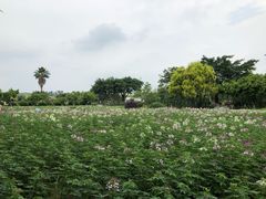 -广东花都香草世界旅游度假区
