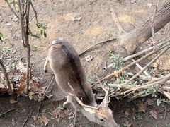 -合肥野生动物园