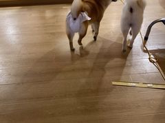 -南京Hallo宠物乐园·哈罗犬舍·柴犬繁育基地
