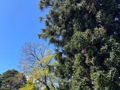 -墨尔本皇家植物园