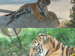 -栾川竹海野生动物园