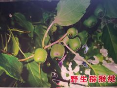 -大岭沟猕猴桃谷风景区