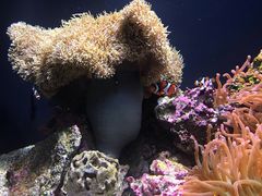-西雅图水族馆