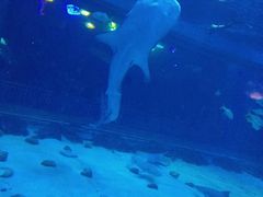 -烟台海昌鲸鲨海洋公园