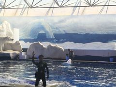 -秦皇岛乐岛海洋王国