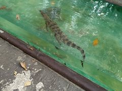 -清迈夜间动物园