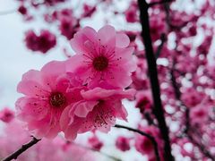-白塘生态植物园