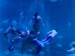 -烟台海昌鲸鲨海洋公园