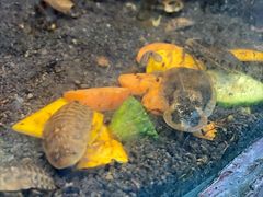 -上海大自然野生昆虫馆(东方明珠·爬宠昆虫探索中心)