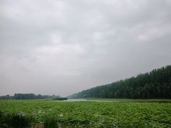-微山湖红荷湿地景区