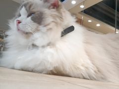 -藏猫猫咖啡主题馆(中央大道店)