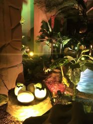 -恐龙探索乐园(磁器口店)